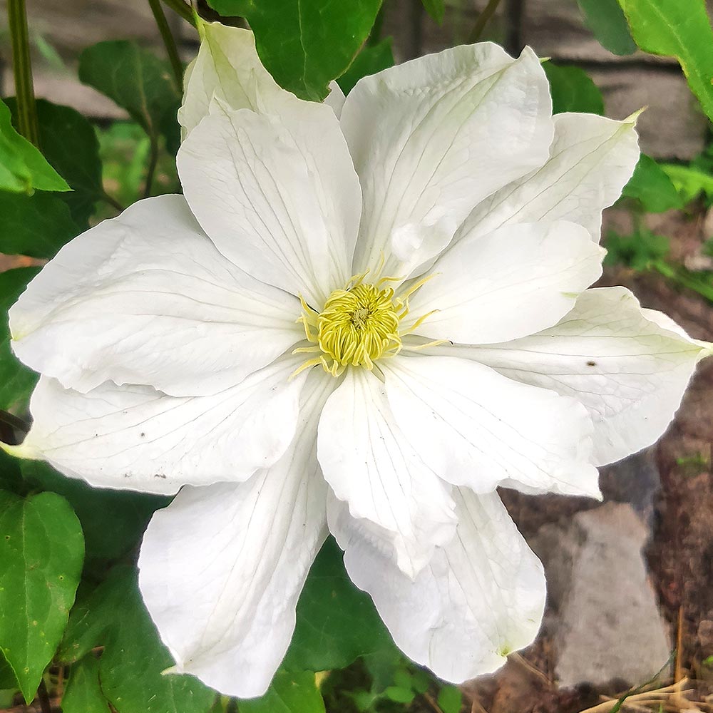 クレマチス 栞(しおり) 【花苗 4号／1個売り】｜ 【植物の