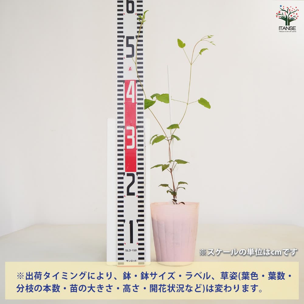 クレマチス ワンダフル 【花苗 4号／1個売り】｜ 【植物のITANSE