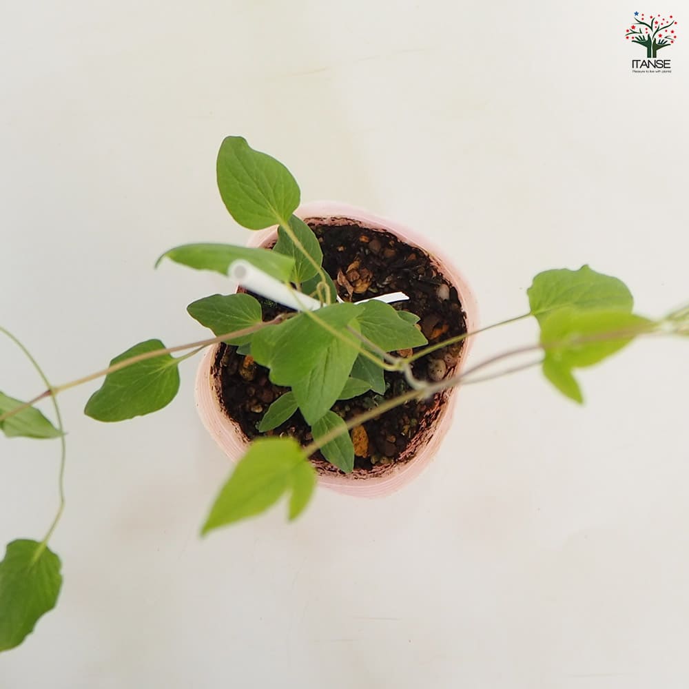 クレマチス ワンダフル 【花苗 4号／1個売り】｜ 【植物のITANSE