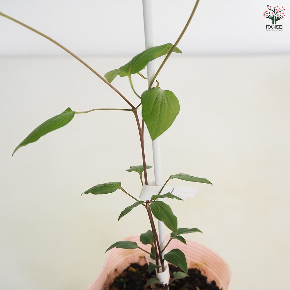 クレマチス ワンダフル 【花苗 4号／1個売り】｜ 【植物のITANSE