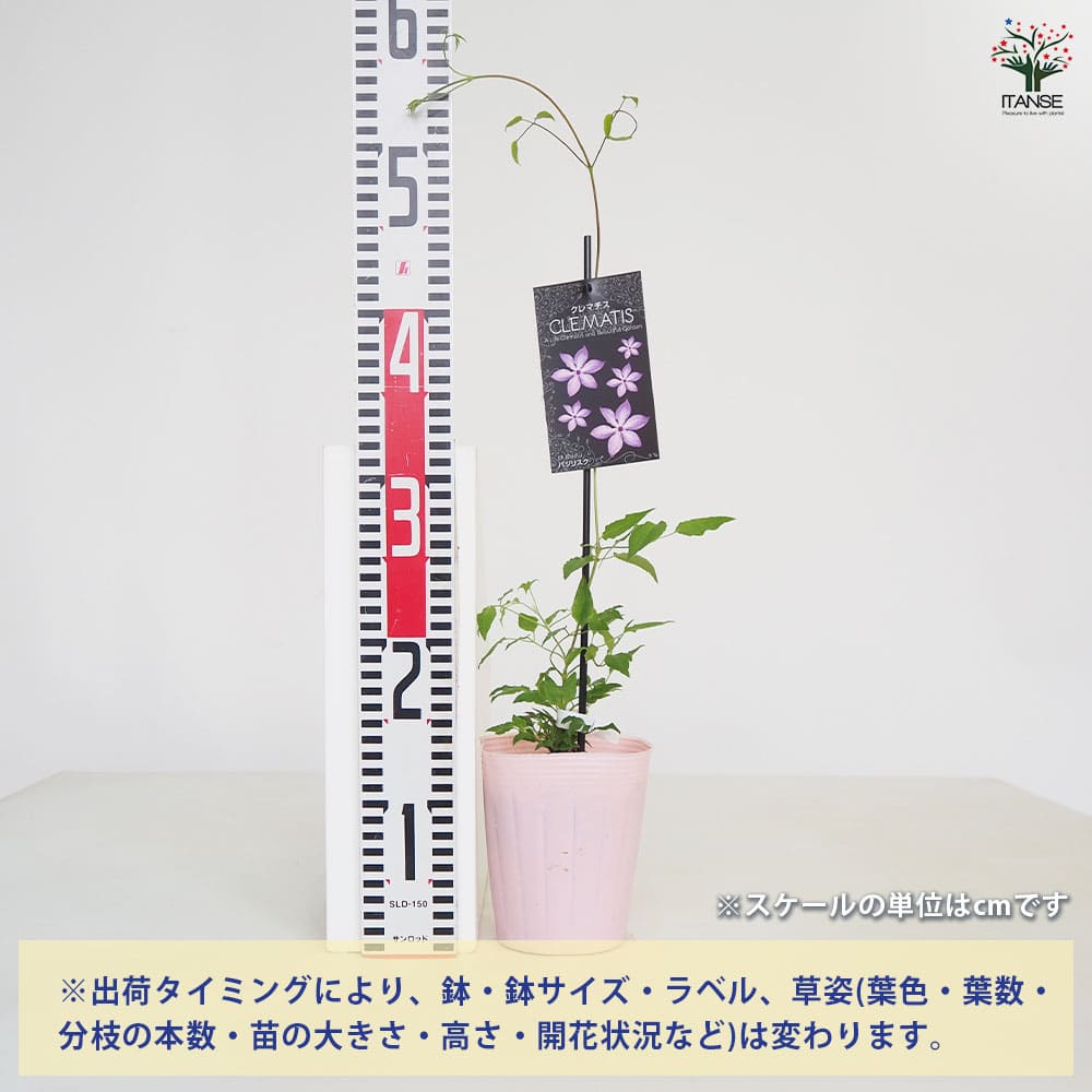 クレマチス バジリスク 【花苗 4号／1個売り】｜ 【植物のITANSE