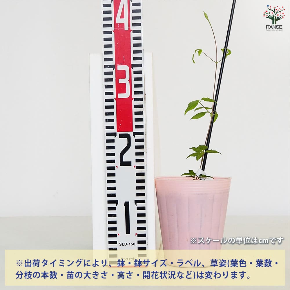 クレマチス マルチピンク 【花苗 4号／1個売り】｜ 【植物の
