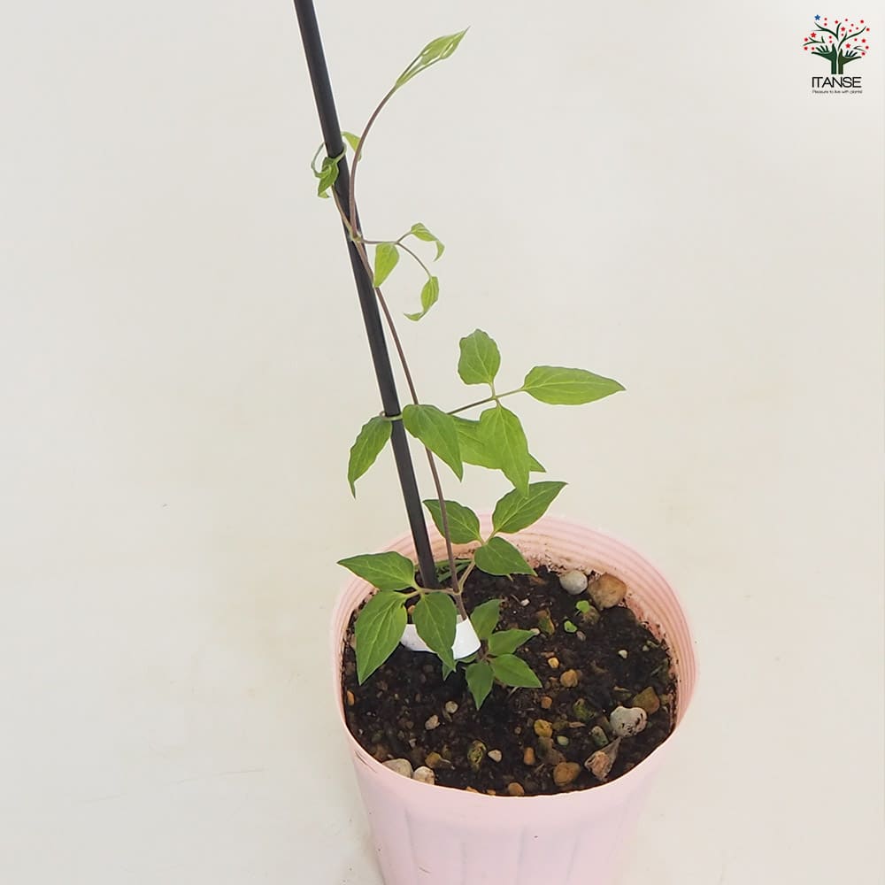 クレマチス マルチピンク 【花苗 4号／1個売り】｜ 【植物の