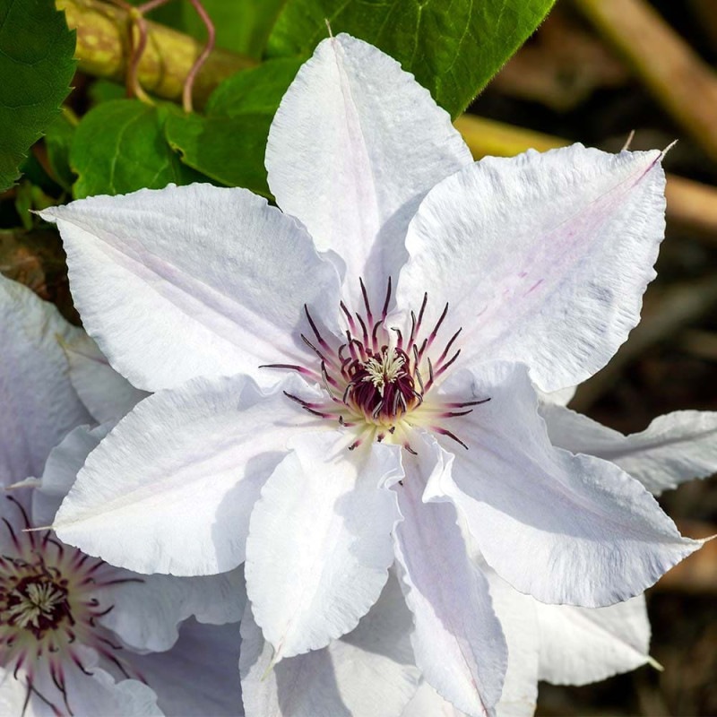 イロハモミジ 【花木苗 8号／1個売り】｜ 【植物のITANSE】全品