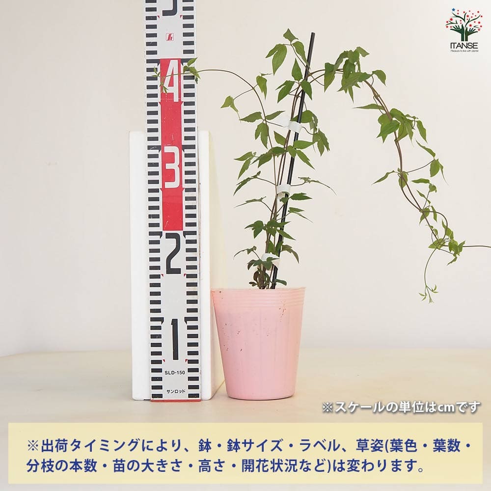 クレマチス 名緒(なお) 【花苗 4号／1個売り】｜ 【植物のITANSE