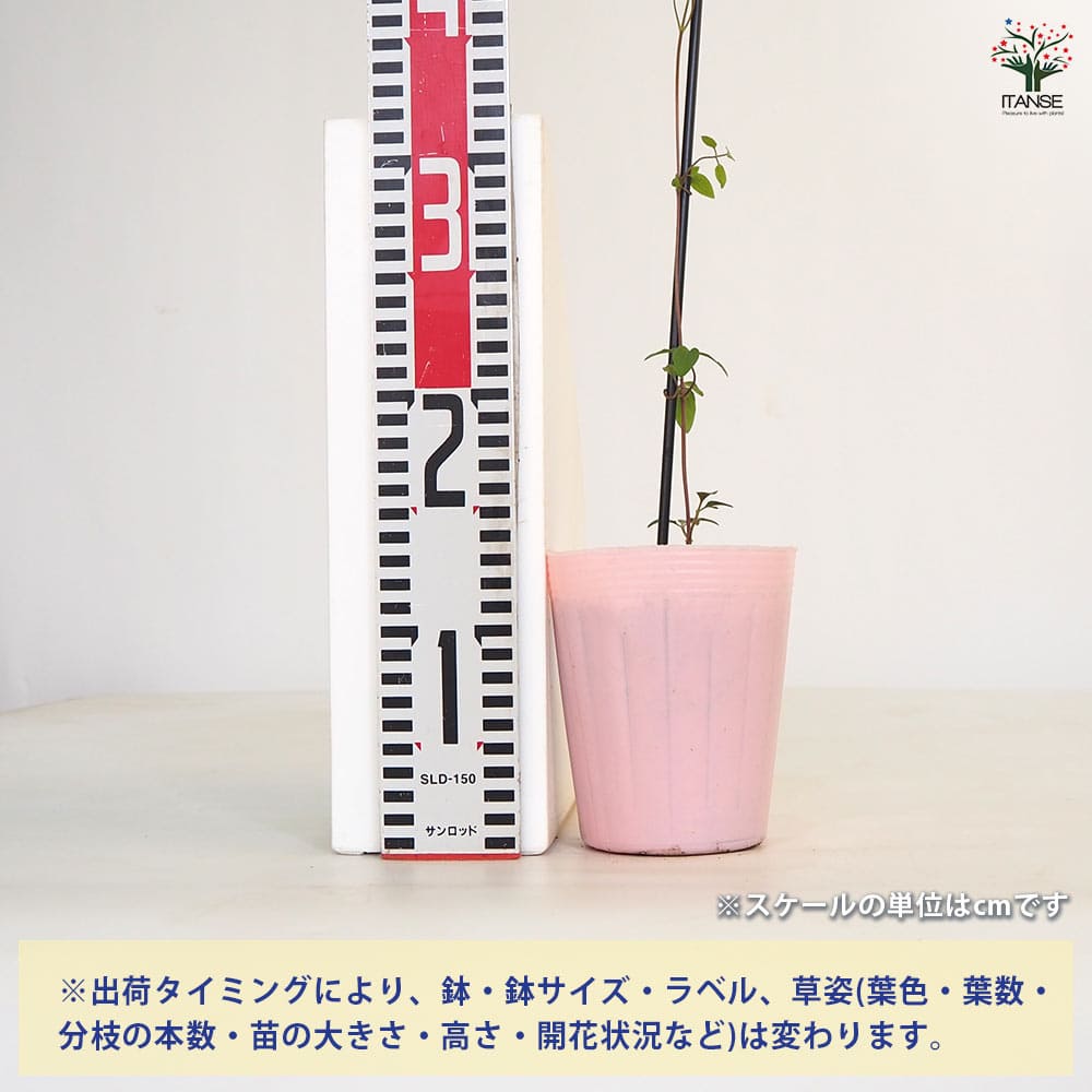 クレマチス 桜吹雪 【花苗 4号／1個売り】｜ 【植物のITANSE