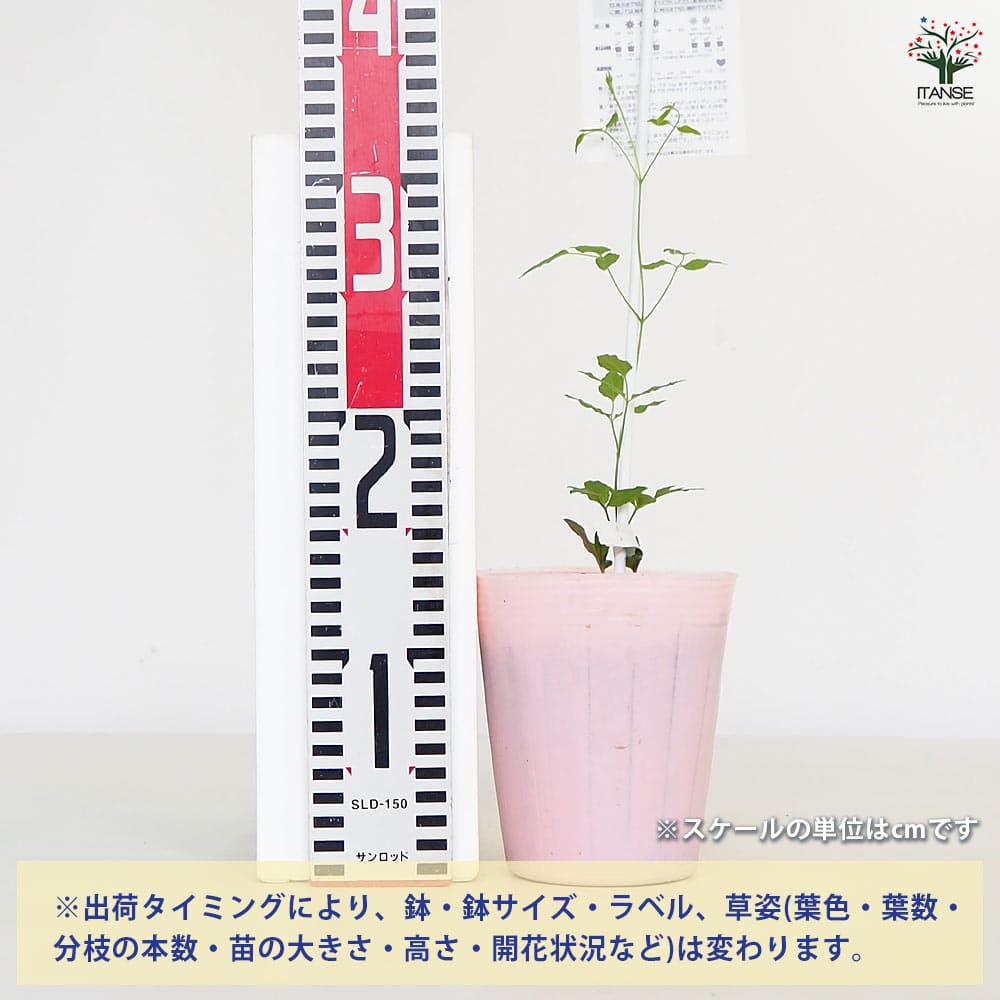 クレマチス アストラノヴァ 【花苗 4号／1個売り】｜ 【植物の