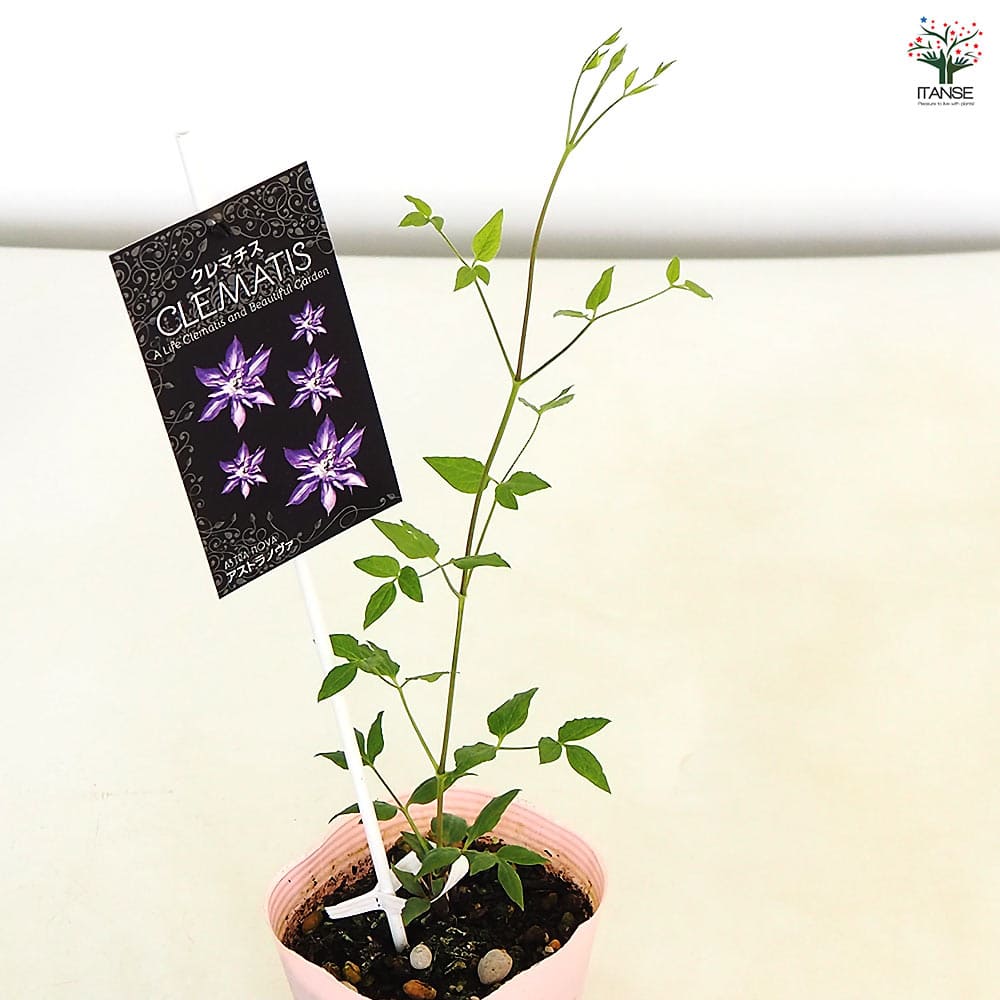 クレマチス アストラノヴァ 【花苗 4号／1個売り】｜ 【植物の