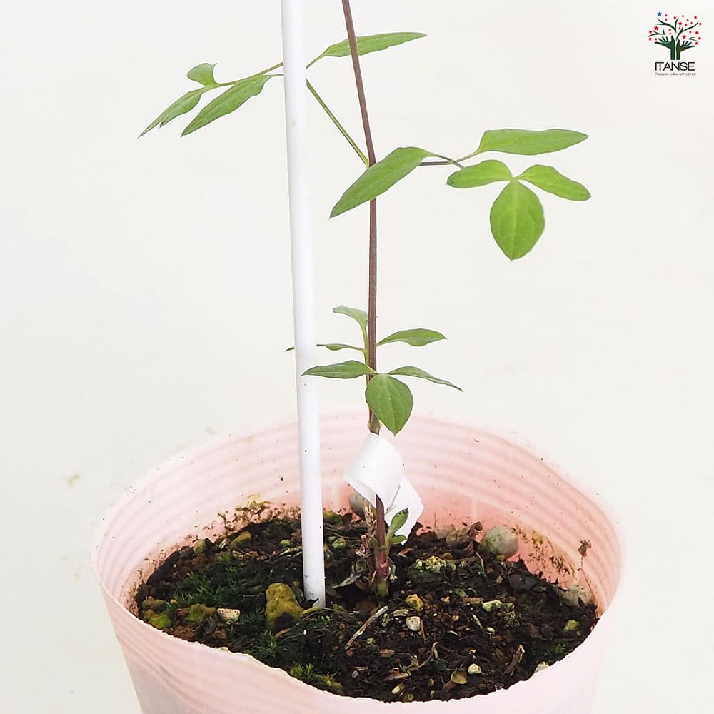 クレマチス パープレア プレナエレガンス 【花苗 4号／1個売り