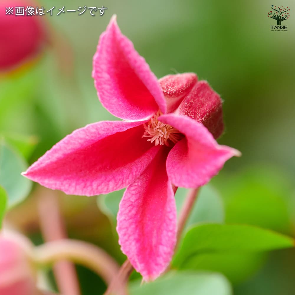 クレマチス ハッピーダイアナ 【花苗 4号／1個売り】｜ 【植物の