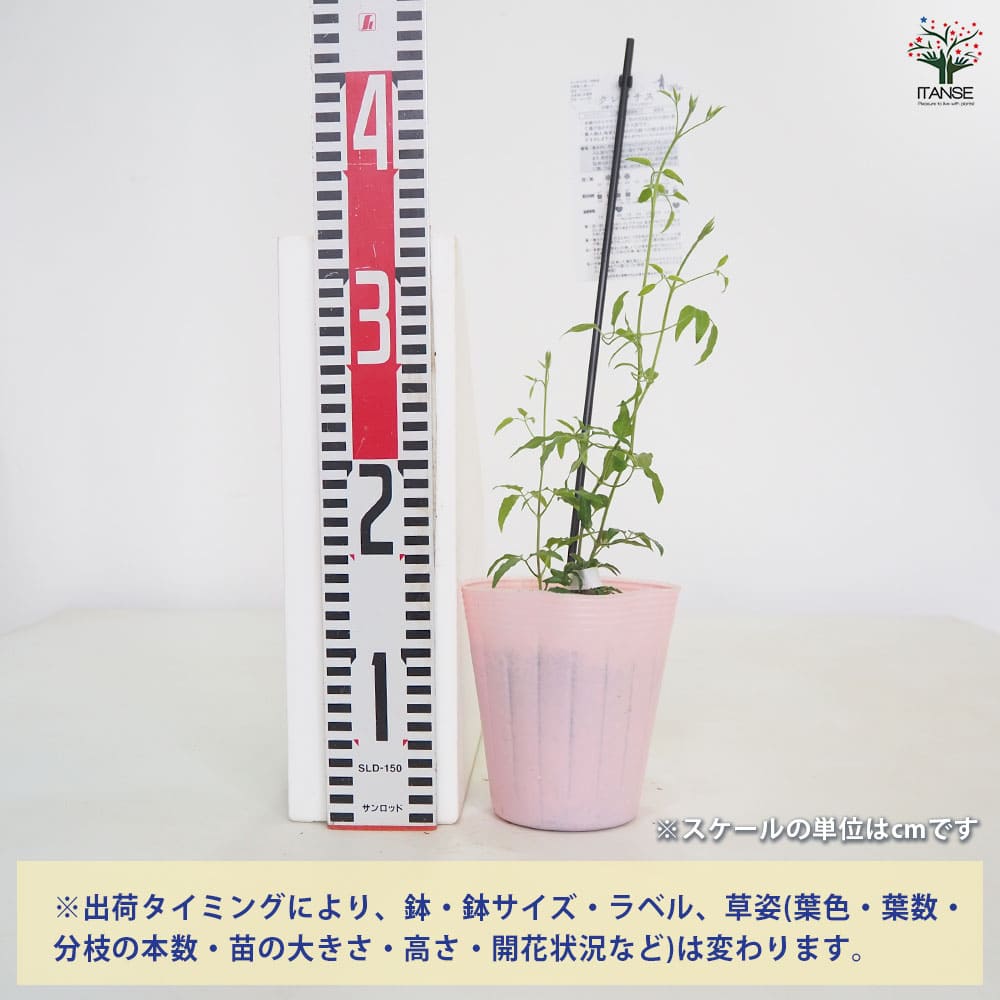 クレマチス ピンクファンタジー 【花苗 4号／1個売り】｜ 【植物の