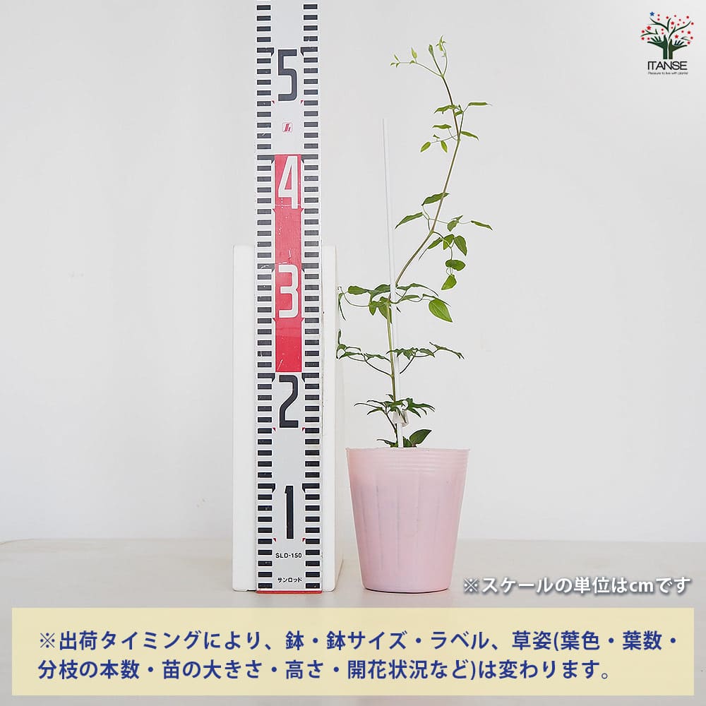 クレマチス 苗 クレマチス サニーホワイト 【花苗 4号／1個売り】｜ 【植物の