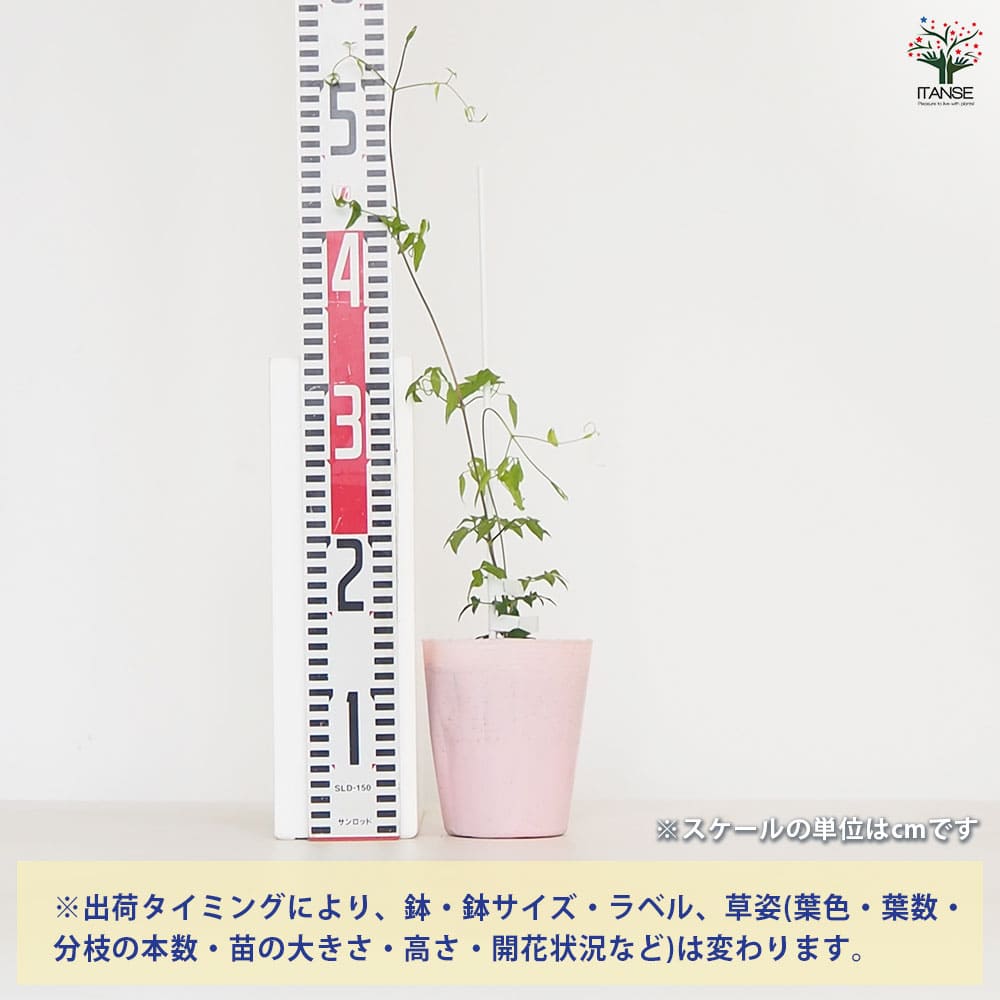 クレマチス マダムジュリアコレボン 【花苗 4号／1個売り】｜ 【植物の