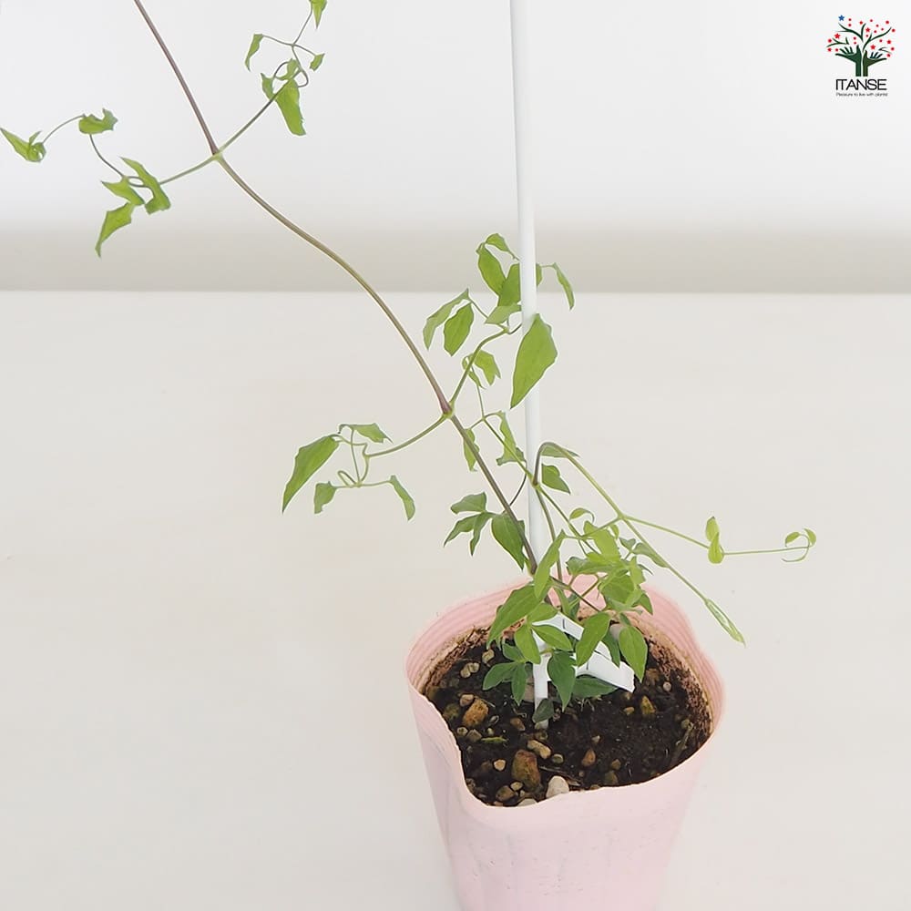 クレマチス マダムジュリアコレボン 【花苗 4号／1個売り】｜ 【植物の