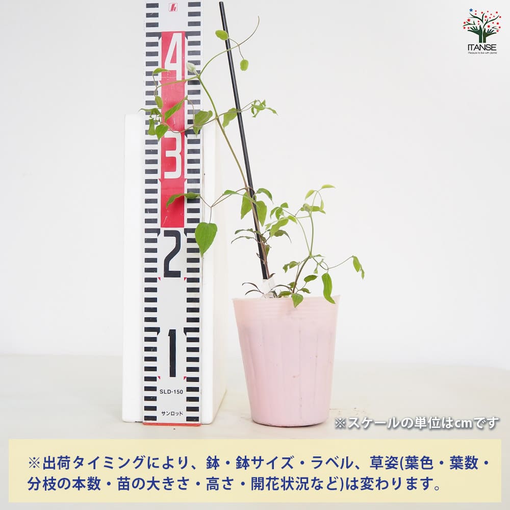 クレマチス　苗　④ 楽天市場】【現品発送】クレマチス 燦燦（サンサン） 4号ポット