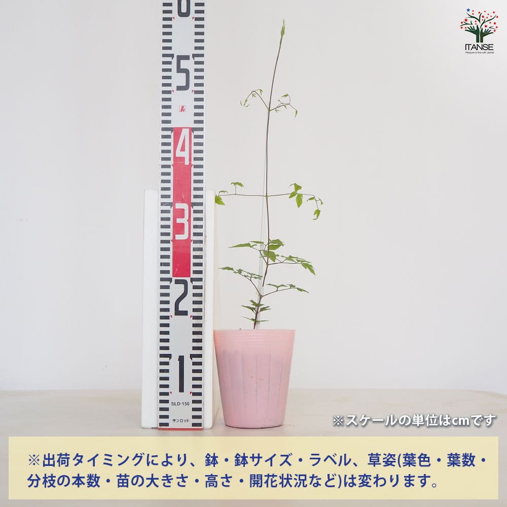 クレマチス　苗 クレマチス ベノサバイオレシア 【花苗 4号／1個売り】｜ 【植物