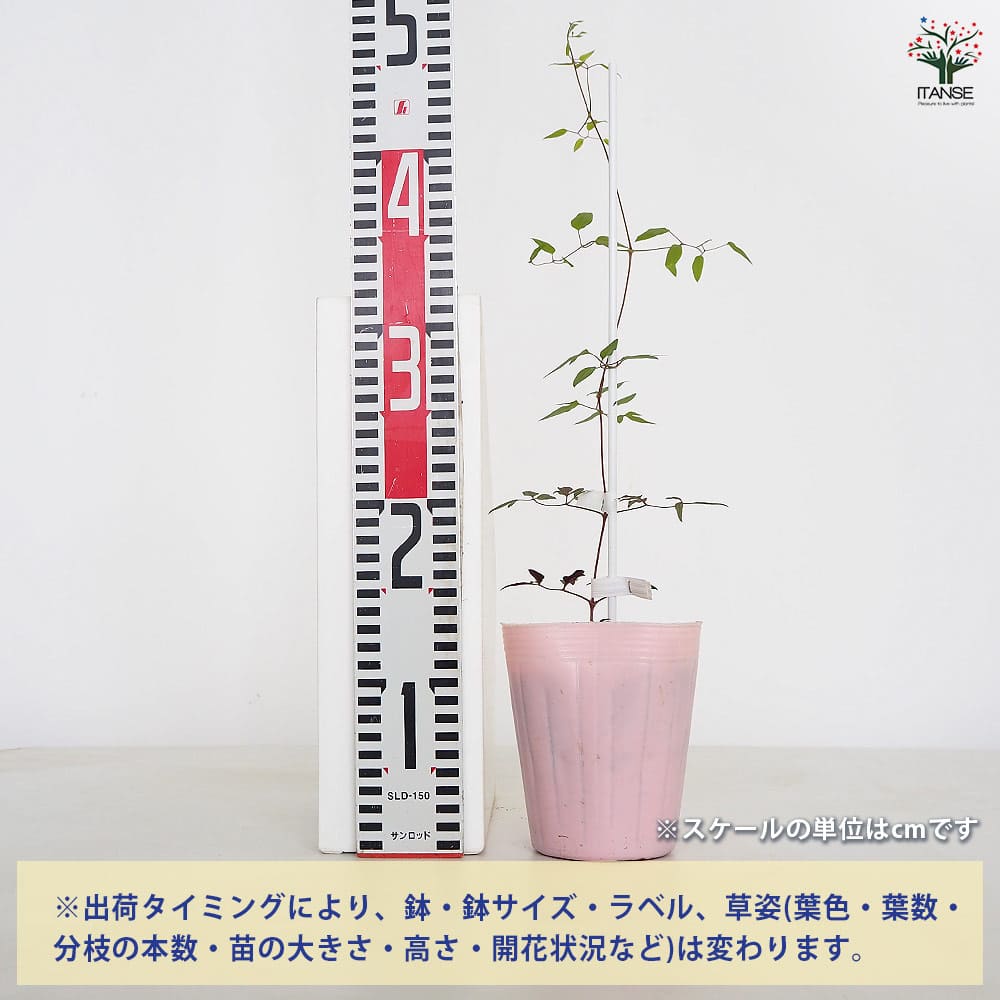 クレマチス 琴子(ことこ) 【花苗 4号／1個売り】｜ 【植物の