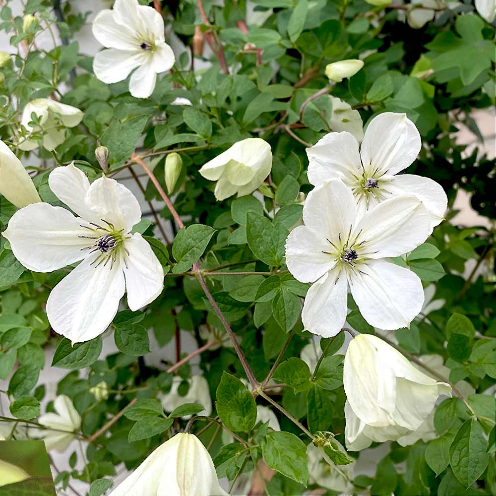 クレマチス マリア コルネリア 【花苗 4号／1個売り】｜ 【植物の