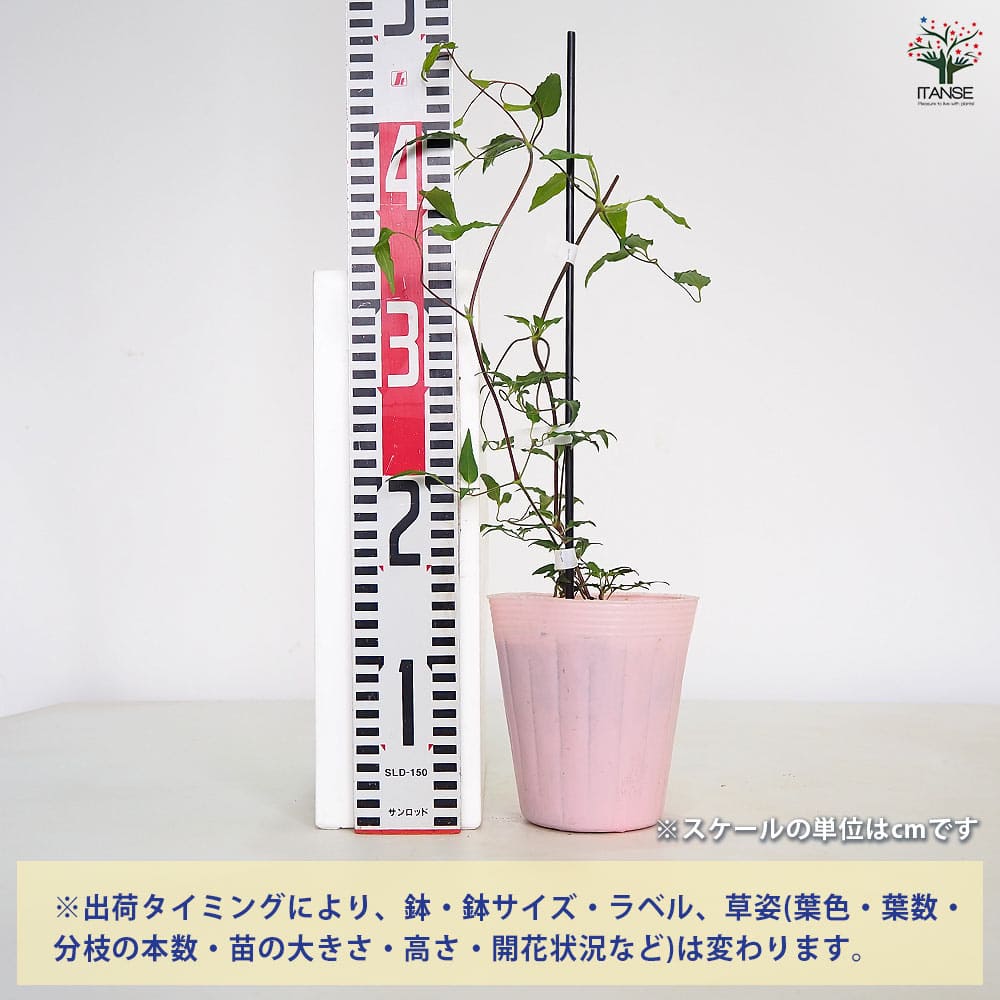 クレマチス はやて 【花苗 4号／1個売り】｜ 【植物のITANSE