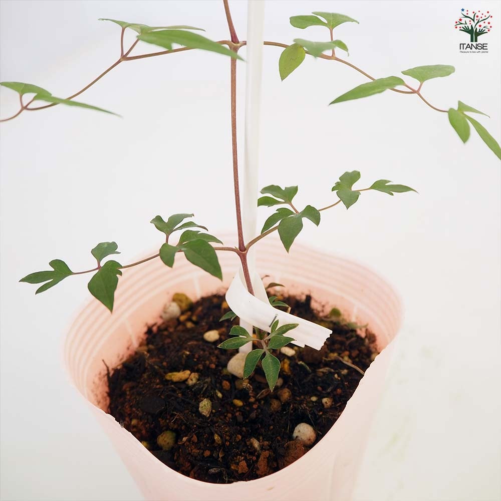 クレマチス プリンセス ダイアナ 【花苗 4号／1個売り】｜ 【植物の