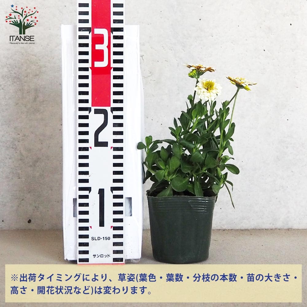 追加商品画像