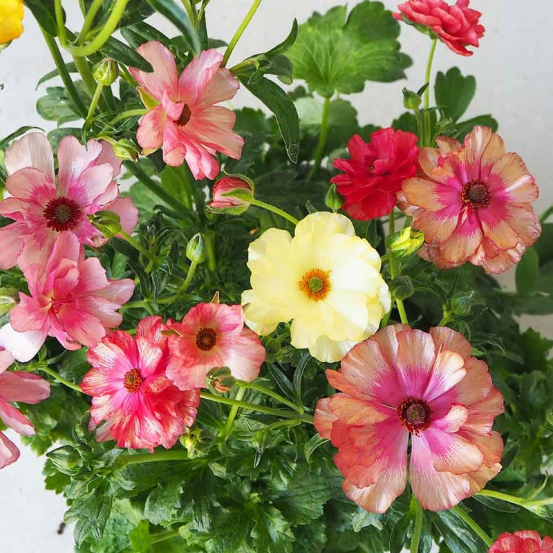 ラナンキュラス イカロス パープル 【花苗 3.5号】｜ 【植物の