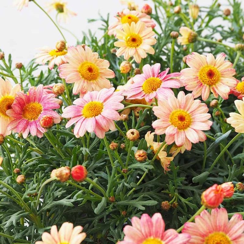 マーガレット ストロベリーホイップ 【花苗 3.5号】｜ 【植物の