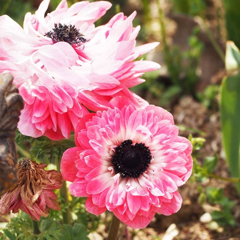 アネモネ ミストラル ティグレワイン 【花苗 3号】｜ 【植物の