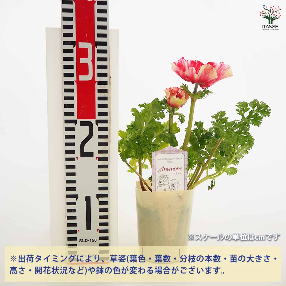 アネモネ ミストラル ティグレ 【花苗 3号】｜ 【植物のITANSE