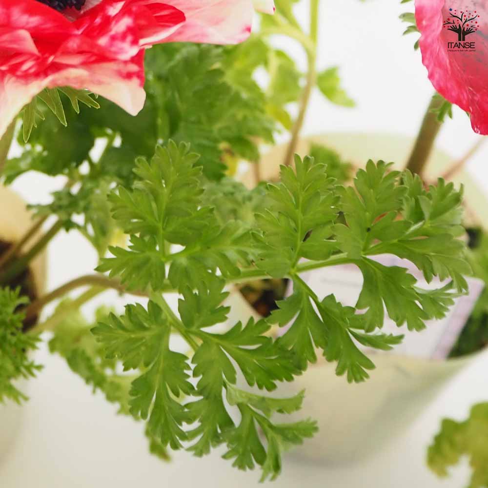 アネモネ ミストラル ティグレ 【花苗 3号】｜ 【植物のITANSE