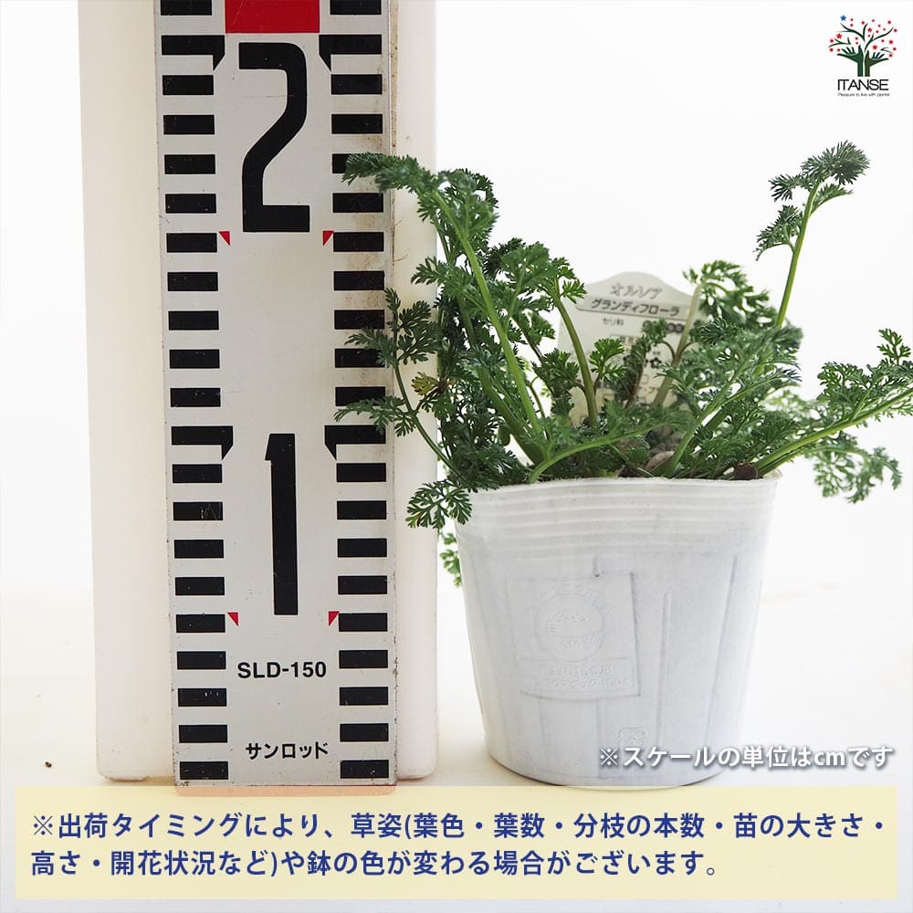 追加商品画像