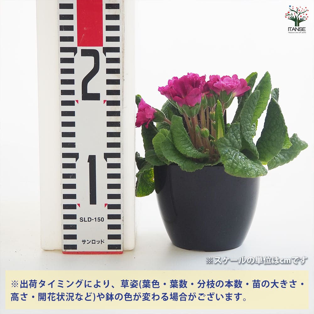 追加商品画像