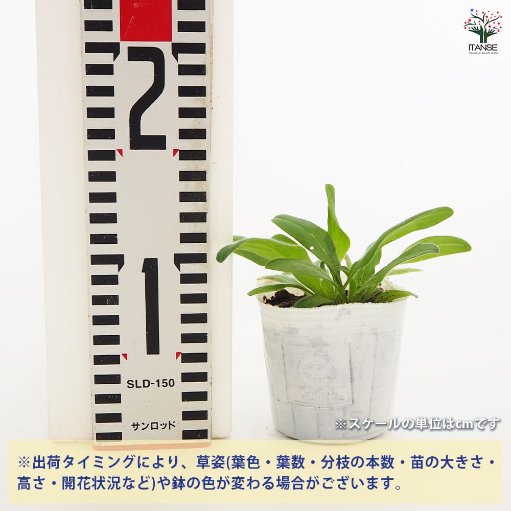 追加商品画像