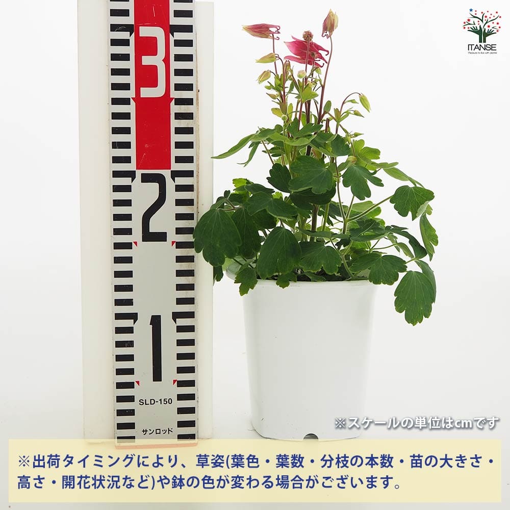 追加商品画像