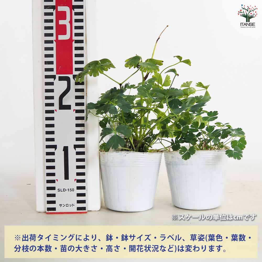 オダマキ 色ミックス見計らい2個～ 【花苗 3～4号】｜ 【植物の 
