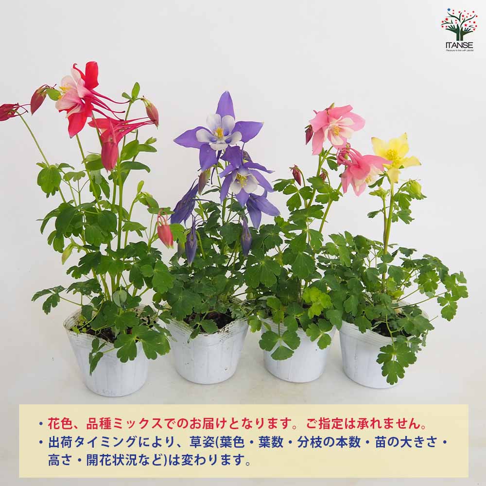 オダマキ 色ミックス見計らい2個～ 【花苗 3～4号】｜ 【植物の