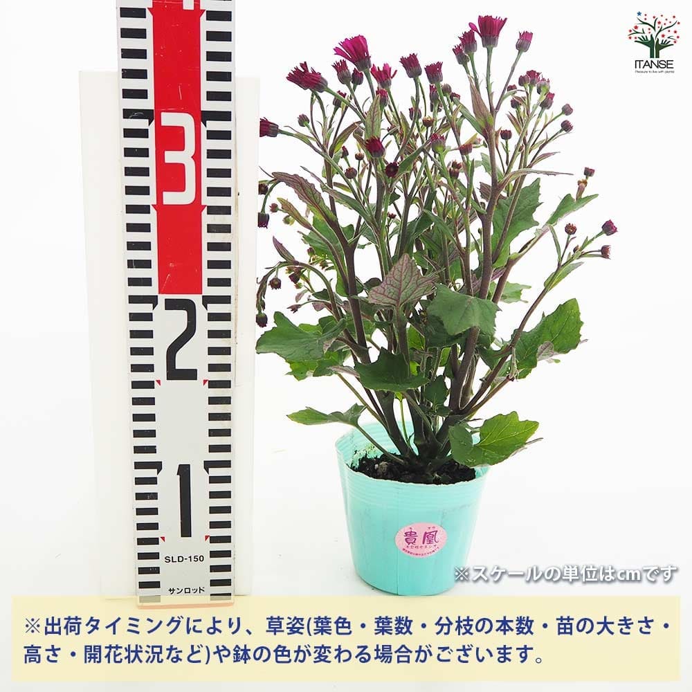 追加商品画像