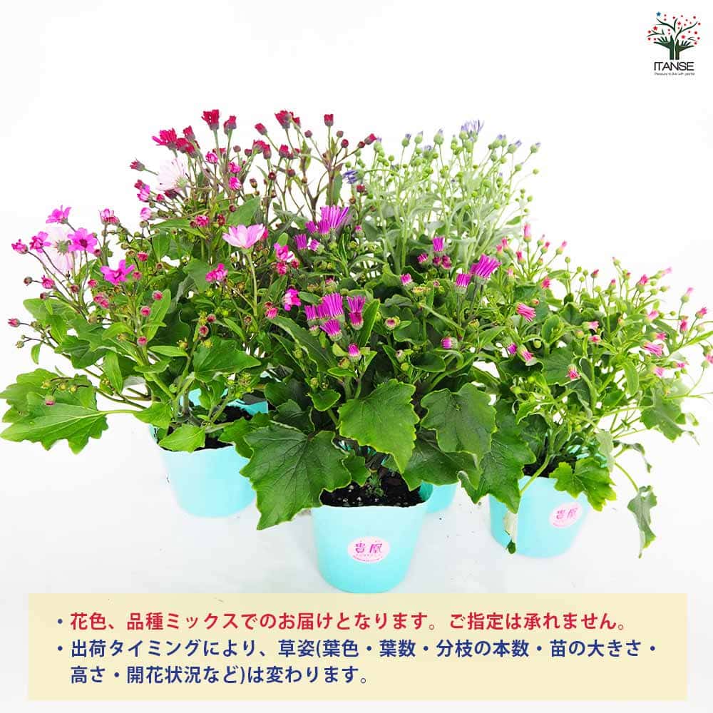 追加商品画像