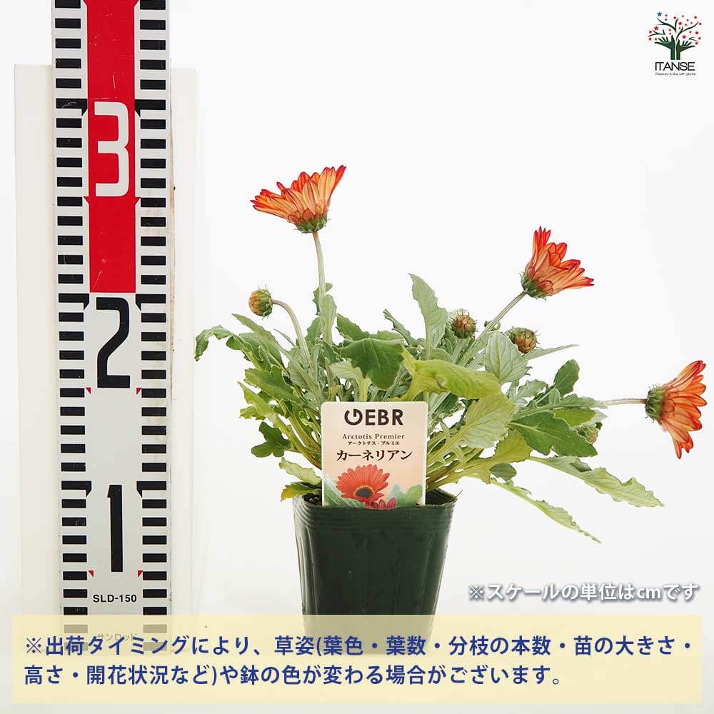 追加商品画像