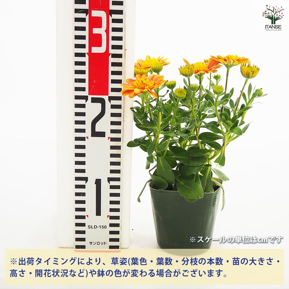 オステオスペルマム サンフレア 【花苗 3.5号】｜ 【植物の