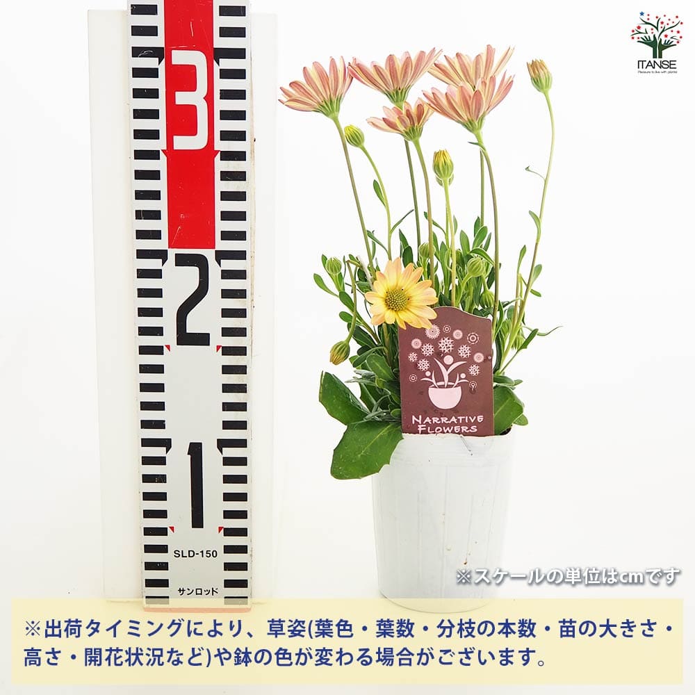 追加商品画像