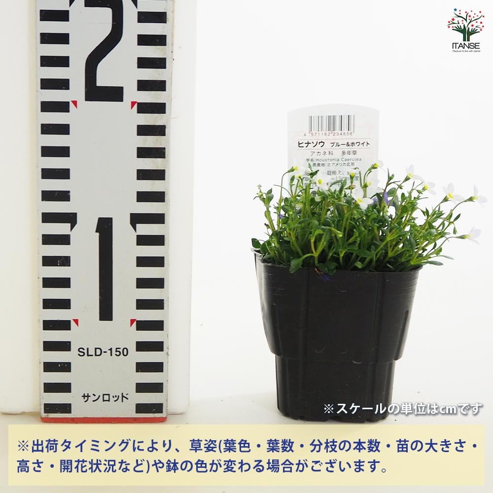 追加商品画像