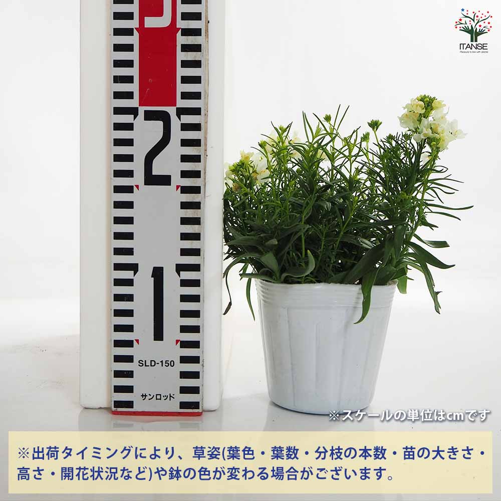 追加商品画像