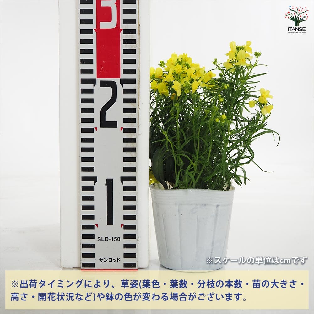 リナリア フィリア イエロー 【花苗 3.5号】｜ 【植物のITANSE