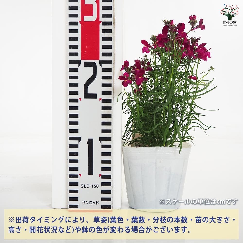追加商品画像