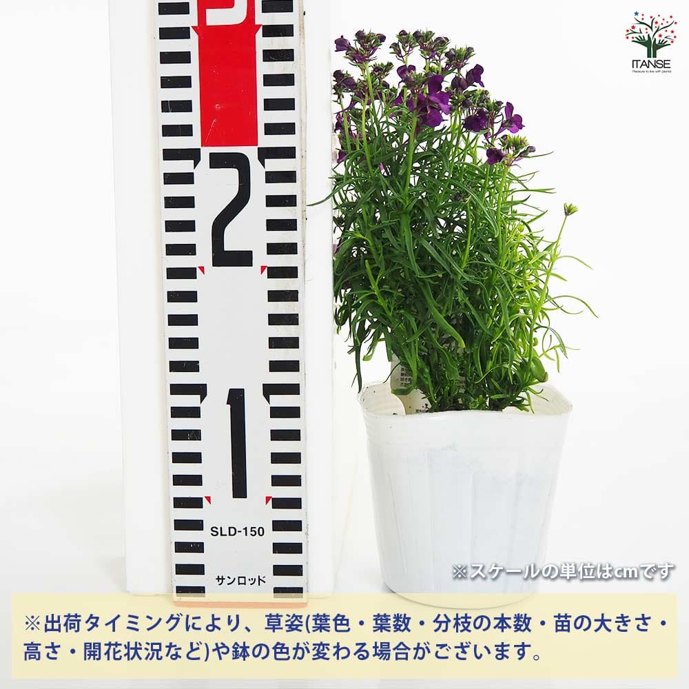 追加商品画像