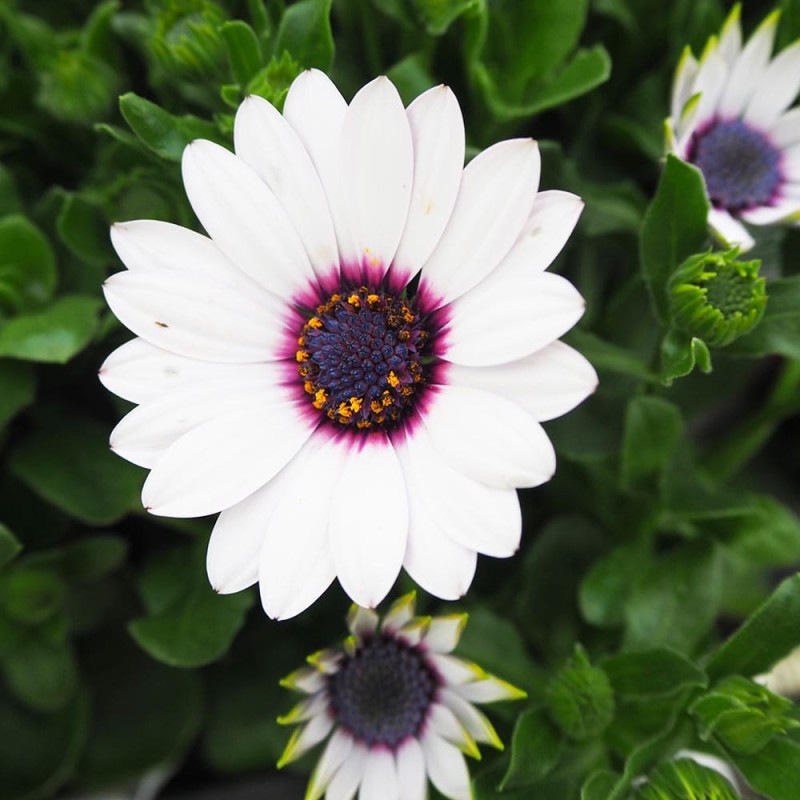 椿(ツバキ)の苗木 品種:吹雪白玉(フブキシラタマ)【庭木 4号ポット苗