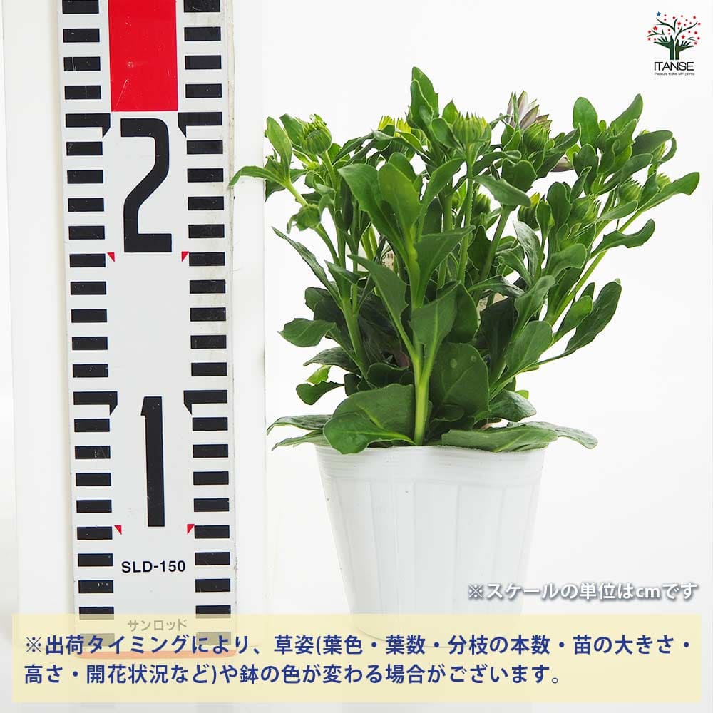 追加商品画像