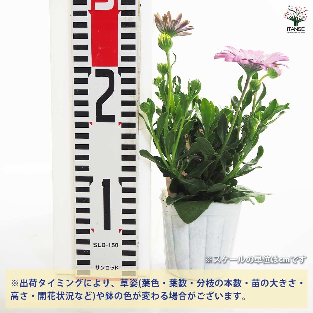 追加商品画像