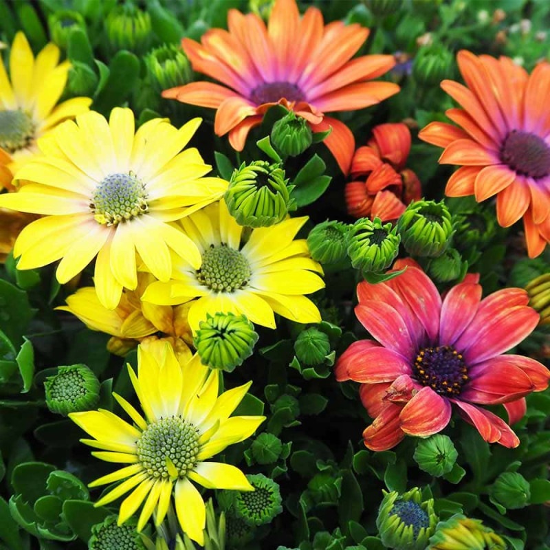 オステオスペルマム❤3苗　抜き苗 オステオスペルマム❤3苗 抜き苗 オステオスペルマム❤3苗 抜き苗